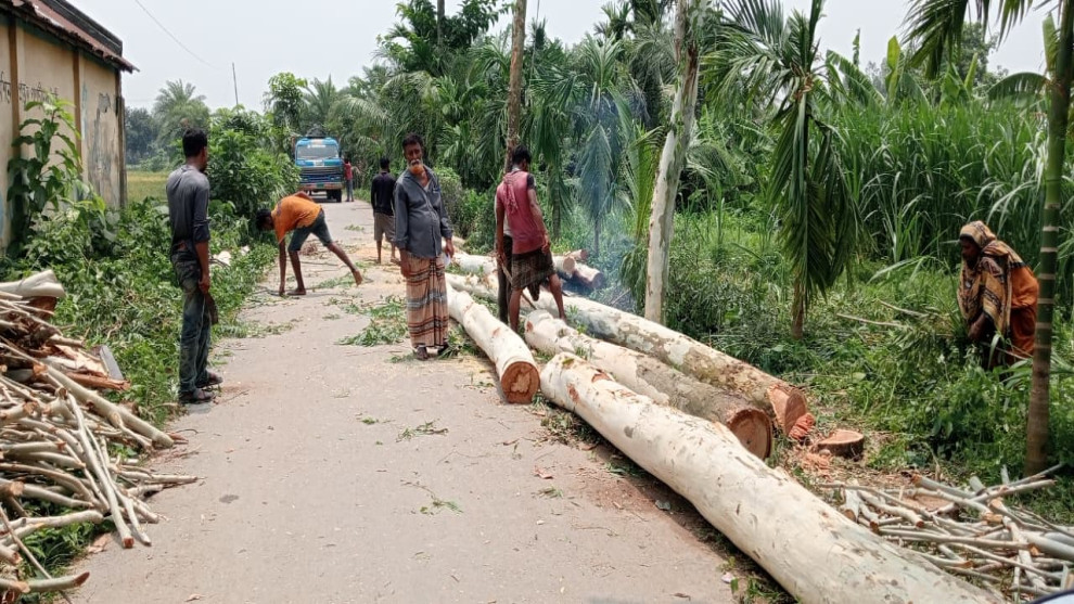 সরকারি রাস্তার পাশের গাছ উধাও, চাতাল ব্যবসায়ীর বিরুদ্ধে অভিযোগ