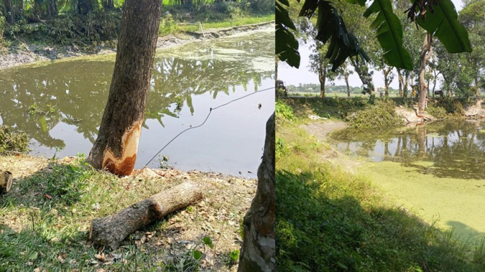 তাড়াইল-কিশোরগঞ্জ সড়কে সরকারি গাছ কাটা বন্ধ করালেন এসি ল্যান্ড