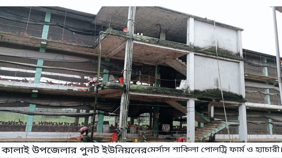 জয়পুরহাটে মুরগির বাচ্চার দামে ধস,হ্যাচারি মালিকদের হাহাকার