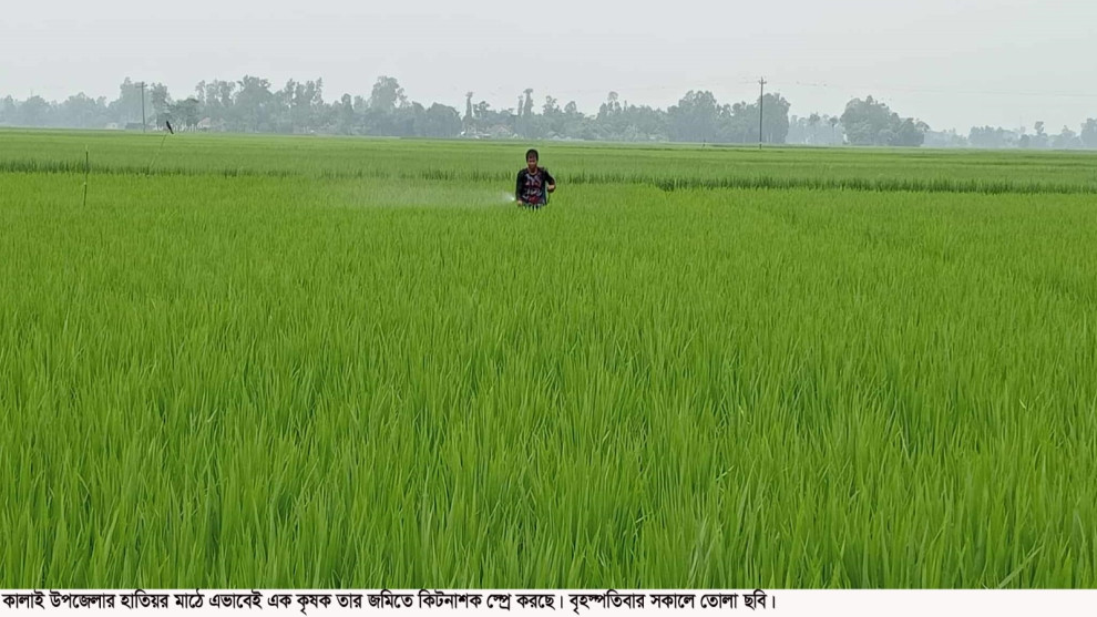 রোপা আমন গাছেবালাইনাশকেও কাজ হচ্ছে না, ফলন নিয়ে অনিশ্চয়তায় ভুগছে কৃষকরা