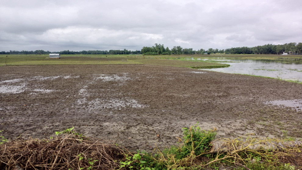 তাড়াশে অসময়ের বৃষ্টিতে সরিষার ব্যাপক ক্ষতি, কৃষকদের মাথায় হাত