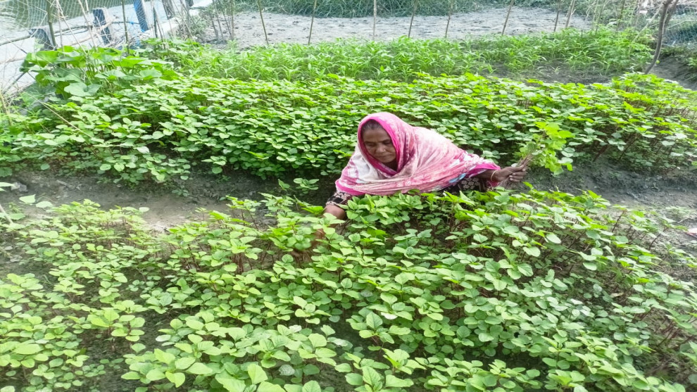 কুড়িগ্রামে আয়বৃদ্ধিমূলক কর্মকান্ডে বদলে যাচ্ছে চরবাসীর জীবনমান