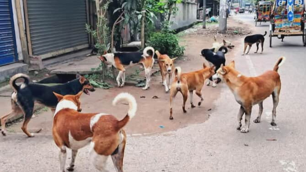 কোটচাঁদপুরে কুকুরের উৎপাত, আতঙ্কে পৌরবাসী