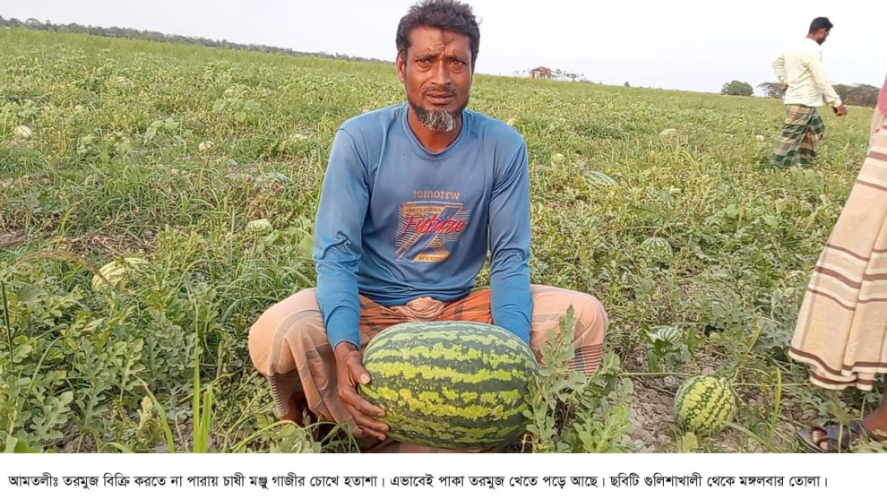 আমতলীতে তরমুজ নিয়ে বিপাকে চাষিরা