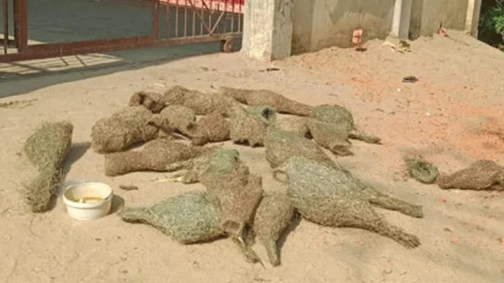 চট্টগ্রামে ধান খাওয়ায় মেরে ফেলা হলো বাবুই পাখির ৩০ বাচ্চা