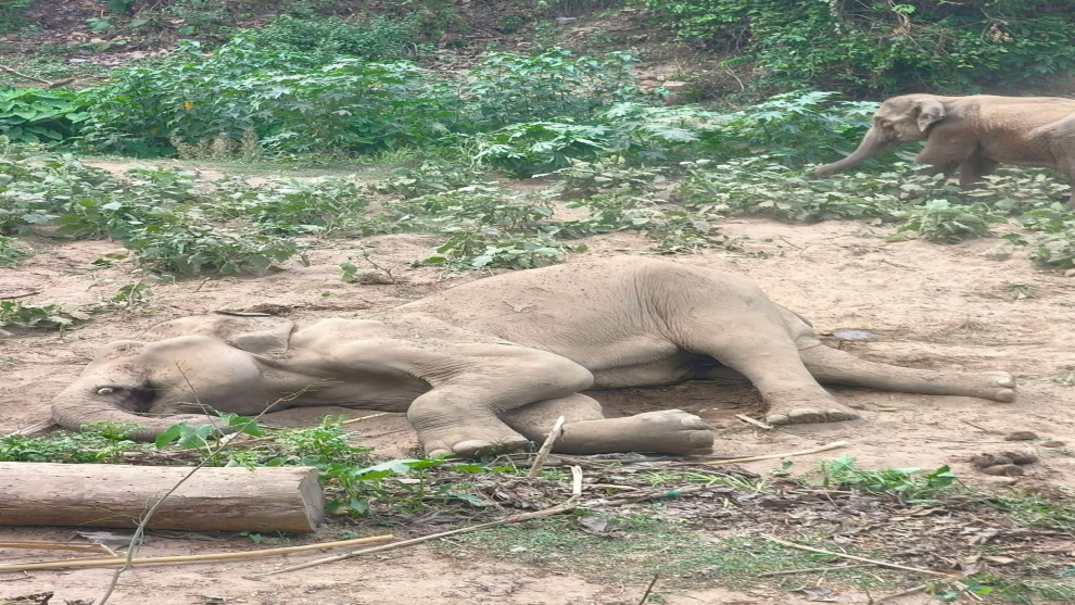 দীর্ঘদিন অসুস্থতায় ভোগার পর প্রায় ৬০ বছর বয়সী একটি বন্য হাতির মৃত্যু হয়েছে