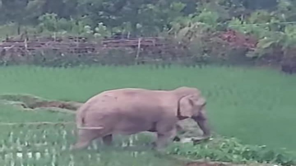 বন্য হাতির আক্রমণে মা ও শিশুকন্যার মর্মান্তিক মৃ/ত্যু