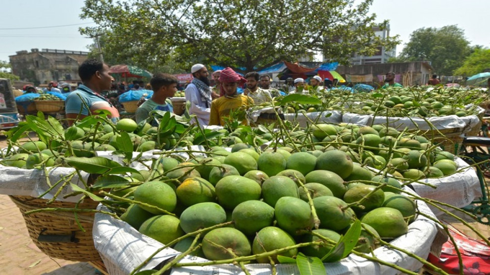 কাঁচা আমে সয়লাব বাঘা, কেমিক্যাল দিয়ে পাকানোর অভিযোগ