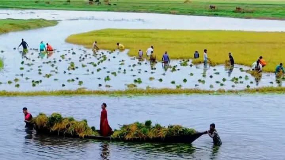 দুই মণ ধানের দামে এক মণ ওজনের কামলা,পানি-কাদায় ধান কাটলে ১৪০০ টাকা