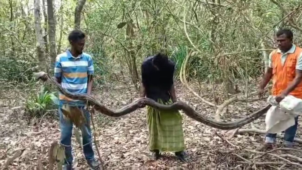 শরণখোলায় ধানক্ষেতে মিলল ১৫ ফুটের অজগর, আতঙ্কের পর স্বস্তি
