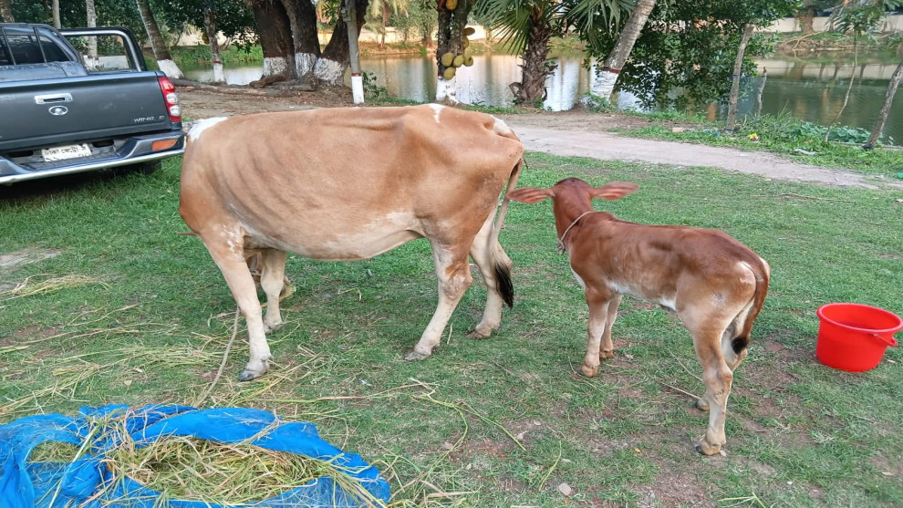 চাঁদাবাজি মামলার বাদী গরু চুরি মামলায় গ্রেফতার