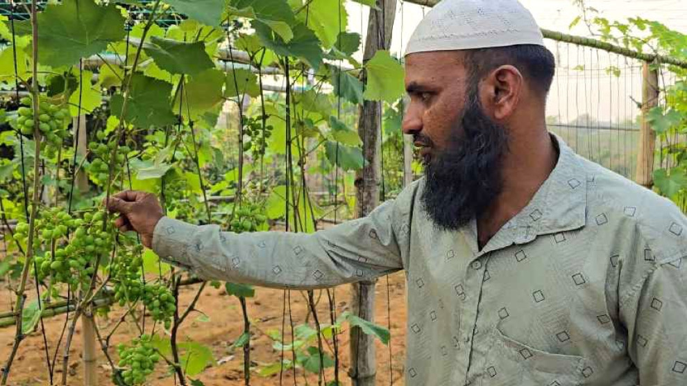 খাগড়াছড়িতে পাহাড়ের চূড়ায় আঙুর চাষ করে নতুন সম্ভাবনা সৃষ্টি