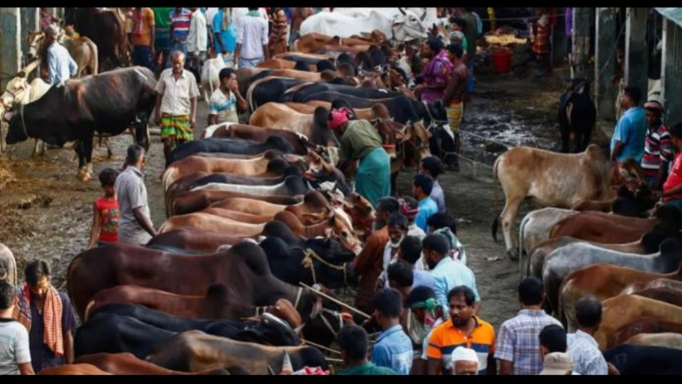 ঈদের ৯ দিন বাকি, গাবতলীর পশুর হাটে জমতে শুরু করেছে কোরবানির বাজার