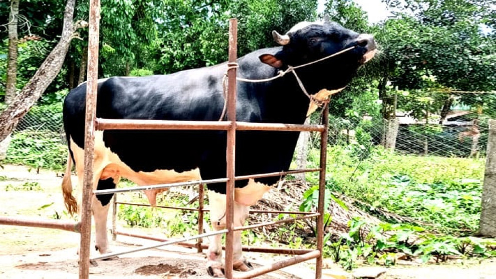 খাগড়াছড়িতে ষাঁড় সম্রাটের, দাম ১২ লাখ টাকা