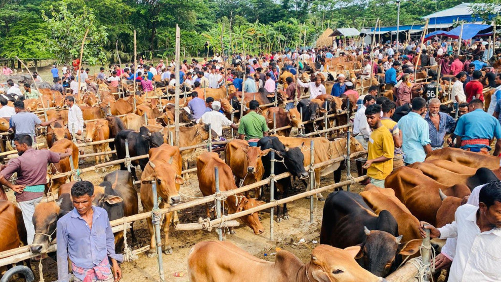 গরুর হাসিলের চেয়েও কম মূল্যে মিলল পুরো কোরবানির হাটের ইজারা