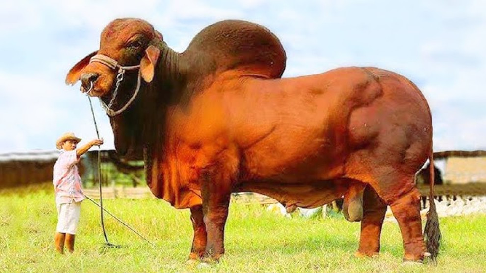 লেজকাটা পশু দিয়ে কুরবানী জায়েয?