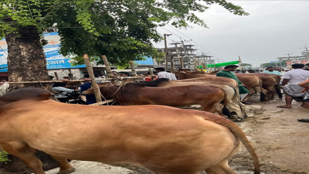 শেষ মুহুর্তে ক্রেতা-বিক্রেতাদের পদচারণায় জমজমাট কোরবানির পশুর হাট