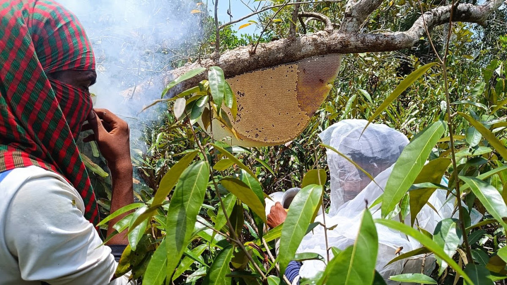মধু আহরণ ছয় বছরের সর্বনিম্নে: বনদস্যু আতঙ্ক ও জলবায়ুর দ্বিমুখী চাপে বিপন্ন মৌয়ালরা