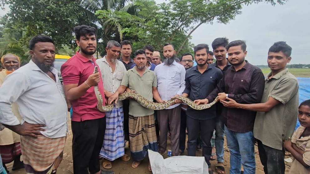 খাগড়াছড়িতে বার্মিস প্রজাতির অজগর সাপ উদ্ধার