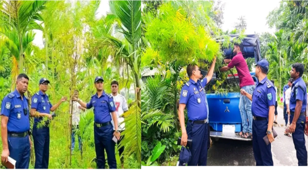 সুপারি বাগানে গোপনে গাঁজার চাষ, পুলিশের অভিযান উদ্ধার গাঁজার গাছ