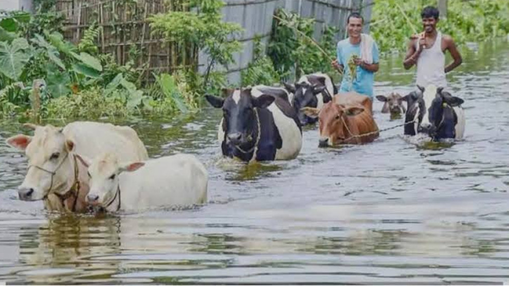 চট্টগ্রামে বন্যায় ১ লাখ ১২ হাজারের বেশি গবাদিপশু ও হাঁস-মুরগির মৃত্যু ক্ষতি ৩০ কোটি টাকা