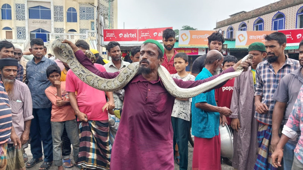 জেলের জালে ধরা অজগরের নিরাপদ প্রত্যাবর্তন সুন্দরবনে