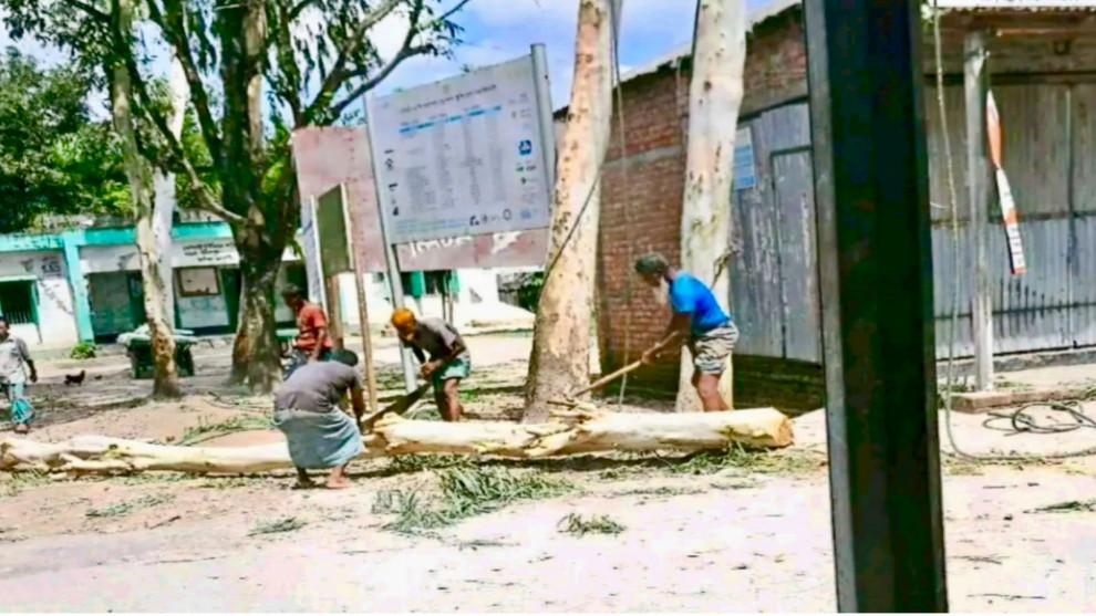 ইউপি চেয়ারম্যানের বিরুদ্ধে সরকারি গাছ কাটার অভিযোগ