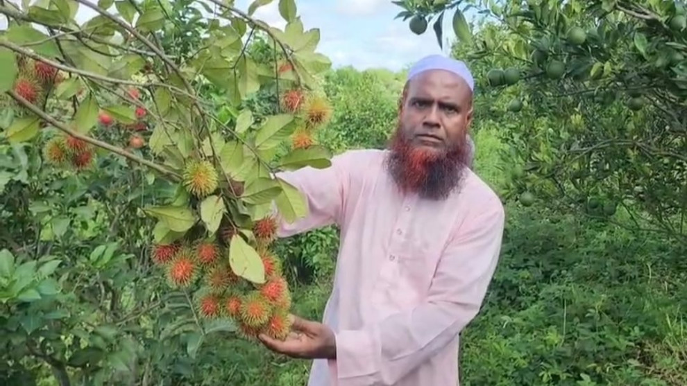 পানছড়ি ও মাটিরাঙ্গা উপজেলার ঝর্ণাটিলার ১০০ একরের বাগানে লাল-হলুদ রাম্বুটানের রঙিন উৎসব