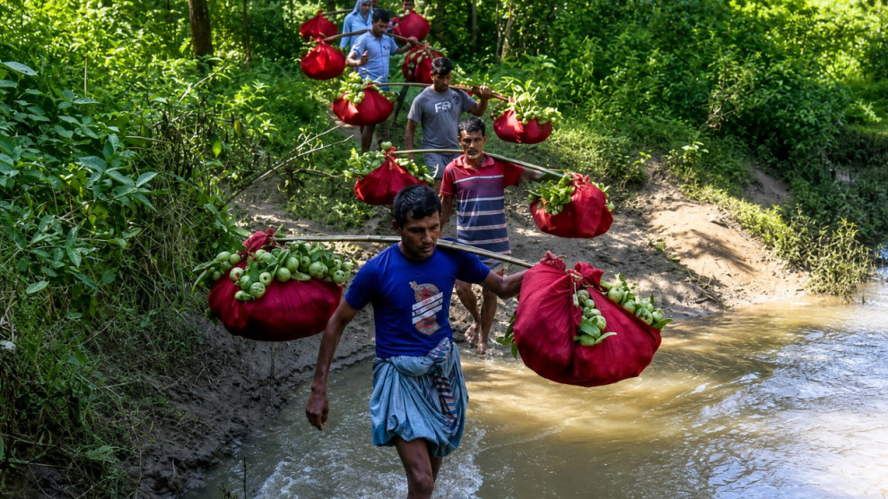 চন্দনাইশের বিখ্যাত কাঞ্চনপেয়ারার সুনাম ছড়িয়ে পড়ছে সারাদেশে