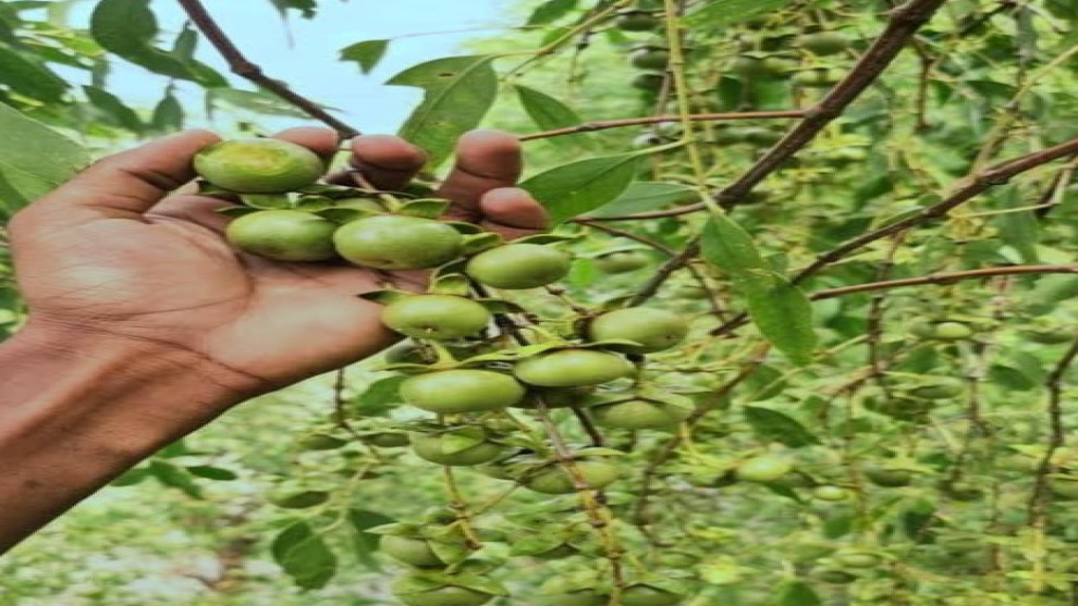 সুন্দরবনের কেওড়ায় উপকূলের নতুন সম্ভাবনা