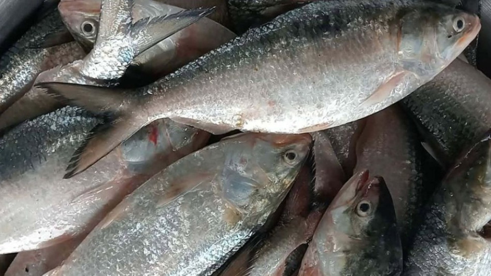 এক ট্রলারেই ৪৬ মণ ইলিশ, প্রায় অর্ধকোটি টাকায় বিক্রি