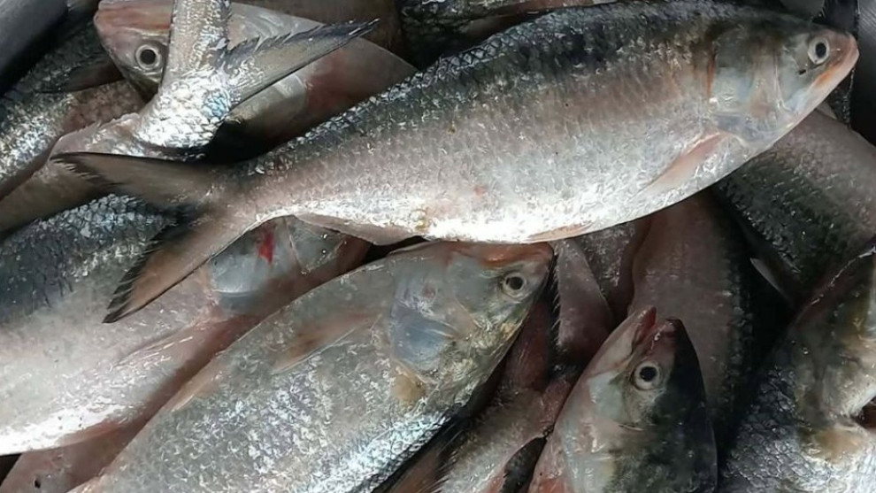 এক ট্রলারে ৪৬ মণ ইলিশ, বিক্রি ৪৮ লাখ ৫০ হাজার টাকায়