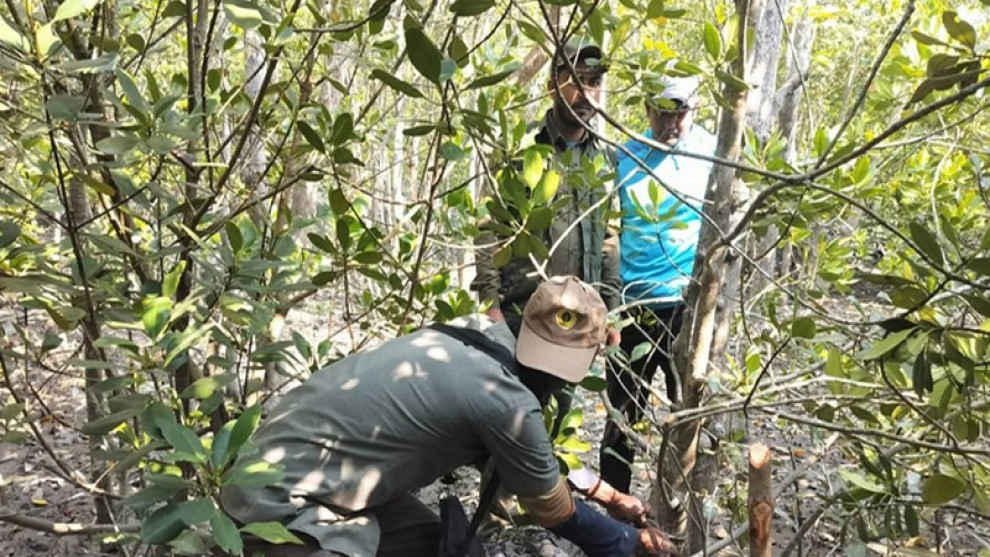 নজরদারি জোরদারে সুন্দরবনে কমেছে বন অপরাধ