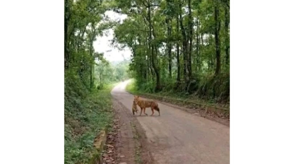 কালিয়াকৈরে শিয়ালের কামড়ে নারী-শিশুসহ আহত ২০