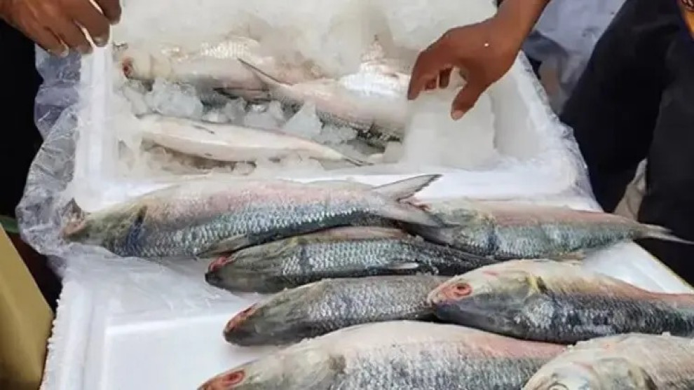 দুর্গাপূজায় আবারও বাংলাদেশের ইলিশ চায় ভারত