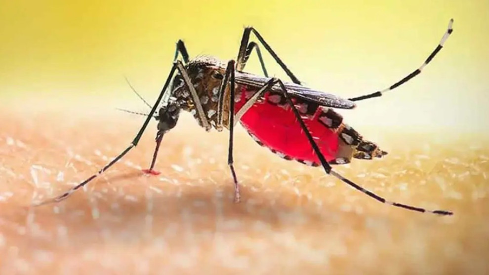 ডেঙ্গুতে আরও ৮ জনের মৃত্যু, হাসপাতালে ভর্তি ১ হাজার ৭৩৩
