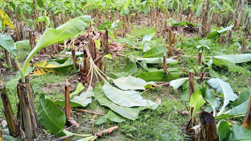 বকশীগঞ্জে এক রাতে শতাধিক কলাগাছ কাটার অভিযোগ