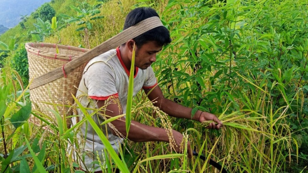কাপ্তাই পাহাড়ে জুমের সোনালি উৎসব, ধান কাটায় ব্যস্ত জুমিয়ারা