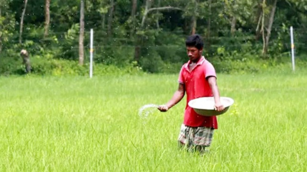 রাজশাহীর কেশরহাটে সার ডিলার নিয়োগে সন্তুষ্ট কৃষকরা, সরকারকে সাধুবাদ