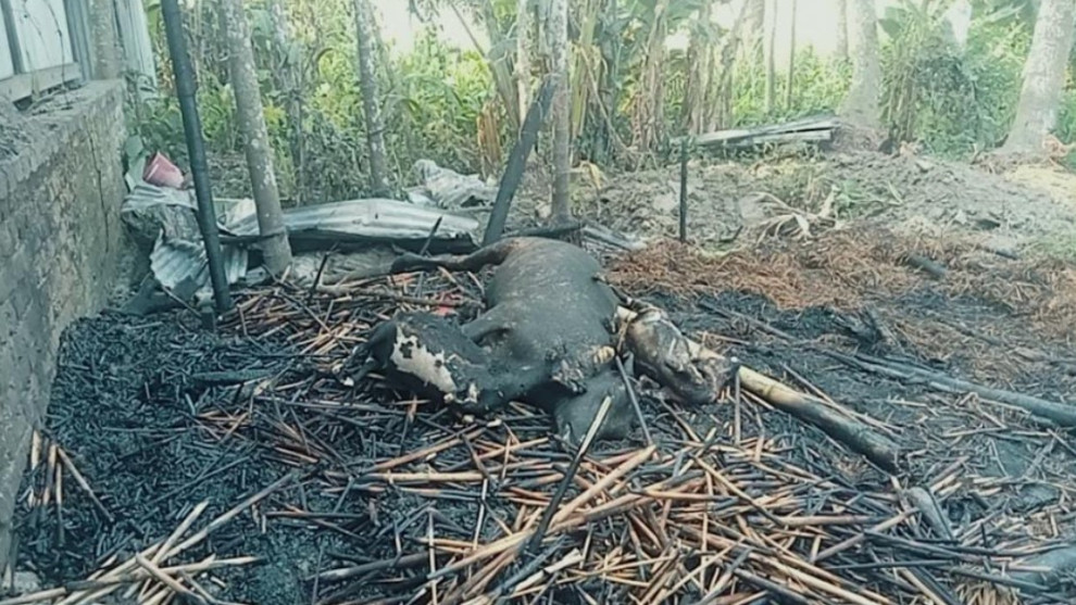 কয়েলের আগুনে পুড়ল গোয়ালঘর, গরু-ছাগল হারিয়ে দিশেহারা খোকন খা