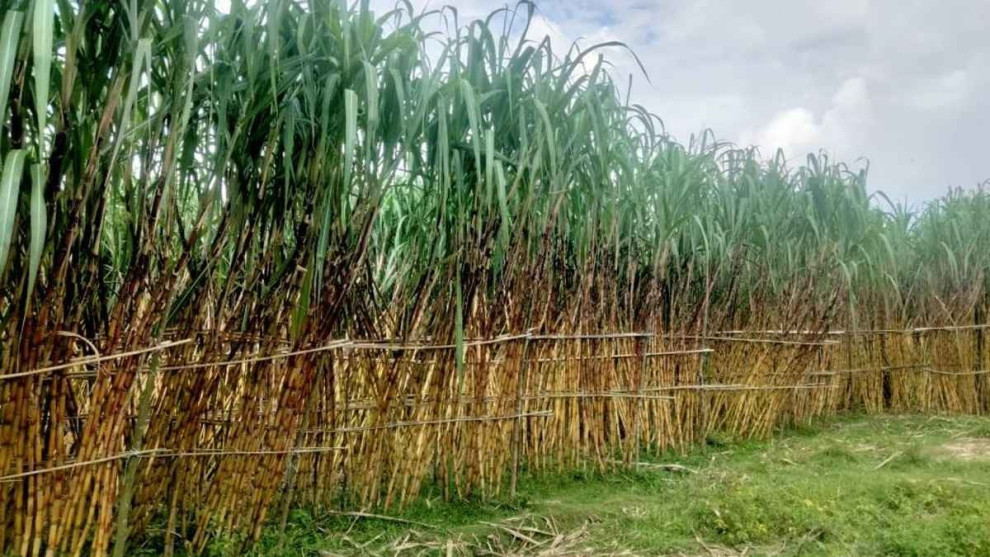 তালতলীতে আখ চাষের সম্ভাবনা, কৃষকদের ভাগ্যবদলের হাতছানি
