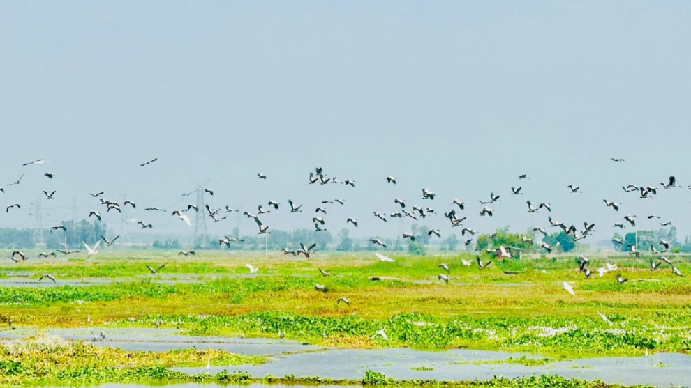 চলনবিলে অতিথি পাখির মেলা, সৌন্দর্যের আড়ালে শিকারের ফাঁদ