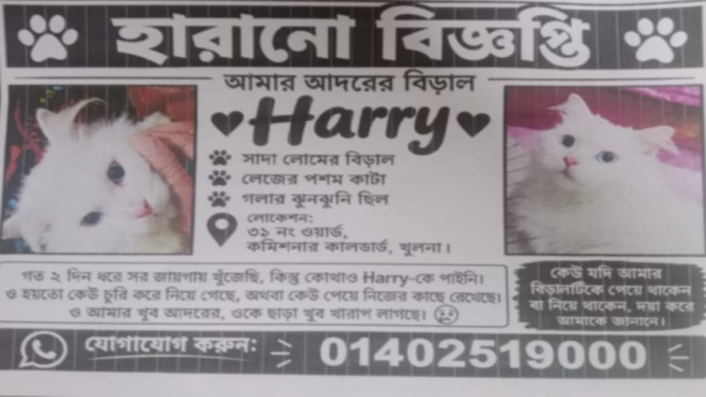 খুলনায় পোষা বিড়াল ‘হ্যারি’ নিখোঁজ, চুরির অভিযোগে মালিকের আবেগঘন আকুতি